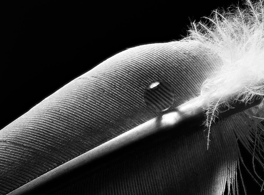 Black and white close up shot of a water drop on a feather